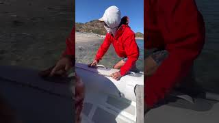 Finding Shark Guts on the Beach 🦈 #shark #sailing