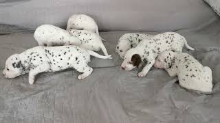 Dalmatian puppies 🤍🖤 16 days old @pjegavasanjaska6809 sooooooo cute 😍