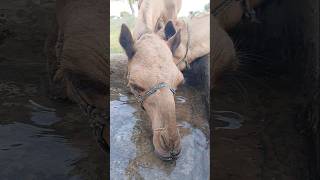 الإبل الإناث تشرب الماء #ytshorts #camel #drinkingwater #shorts#camellove #camelinthedesert