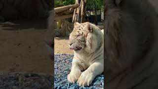 Big fatty white tiger - I want to scratch its neck