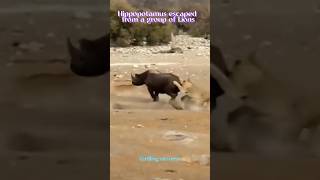 🦏Hippopotamus escaped from a group of Lions🦁#youtube #hippopotamus #lions #amazingfacts #shorts