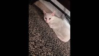 cat funny short #turkishangora #cute #summerofshorts