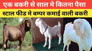 Ek Sal Me Bakri Kitne Ka Khati Hai, Kitne Ki Bikti h |Stall Feed Me Bakri Palan |Vimalumrao