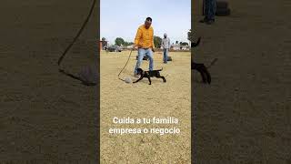 Cachorros para guardia y protección #adiestrador #dogtraining #adiestradorcanino #pastorbelga