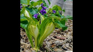 Eating Hosta: What Parts to Eat and When to Eat Them - Coffee with the Garden Club - S001E019