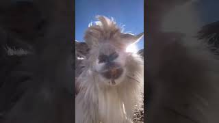 FarmParty#tiktok #funny #funnymoments #animals #cow #horse #dog #sheep #chicken #pets #bobby