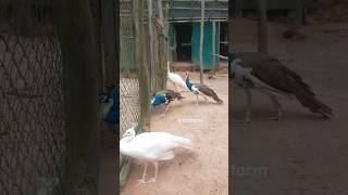 Peacocks #shorts #birds #peacock #animals #nature #cute