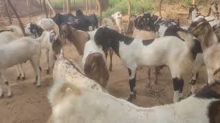 2022 kurbani ke liye . Sakir Haryana mewat goat farm. 9050518118