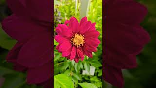 "🇦🇺🇦🇺🇦🇺♥️♥️♥️Maroon Dahlia Obsession! #DahliaLove #FlowerGoals #ViralGardening"