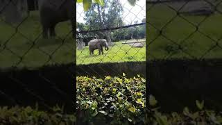 Elephant in the room #shorts #viral #youtube #video #ytshorts #subscribe