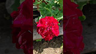 #flowers #nature #peace #naturephotography #shorts #shortvideo #viral #motivation #flower #red