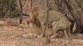 LIONS Mating in Kruger National Park!