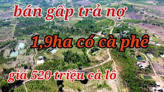 Siêu phẩm giá rẻ! 1,9ha giá chỉ 520 triệu/ Đất vườn giá rẻ Tây Nguyên