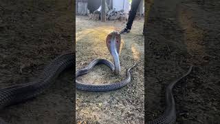 Cobra sounds #shortvideo #shortsfeed #shorts #short #viral #viralvideo #trending #trend #ytshort