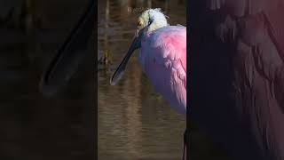 Spoonbill Bird #shorts #birds