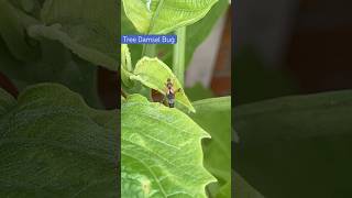 Tree Damsel Bug ispecting the surfaces of the Angel Trumpet leaf