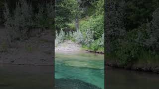 SIGHT FISHING BULL TROUT