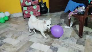 puppy kicking baloon like football