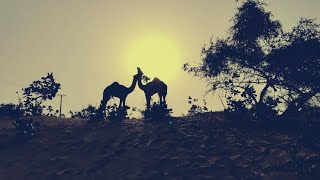 Pair of camels sharing their love and son is settling in the background | evening time camel dance