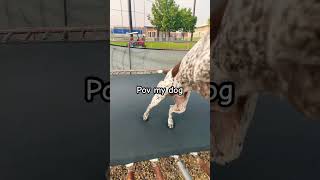 Can your dogs do this #funny #comedy #fun #challenge #trend #trampoline #foryou