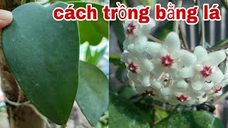 Cách nhân giống chỉ bằng lá trồng cẩm cù - chăm sóc lan