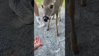 Feeding goldfish to a baby deer