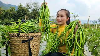 Harvest green peppers goes to market sell - Animal care - Water the vegetables | Ly Thi Tam