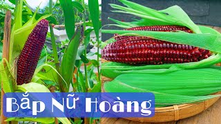 BA | Trồng Bắp Nữ Hoàng Đỏ | Ăn Sống Ngon Tuyệt