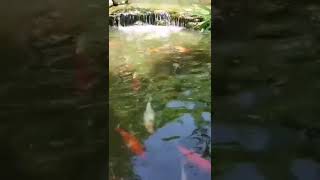 A small waterfall. Birds. ASMR #SHORTS