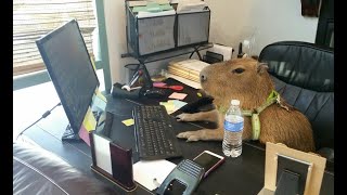 Top 5 Capybara