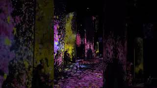 teamLab Supernature Macau - チームラボ  -   Macau One Minute 澳門一分鐘 05520