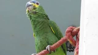 April 2012 parrot in Vilcabamba