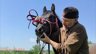 Если Жеребец не даёт одевать уздечку, результат работы на корде, седлать и расседлать Лошадь.