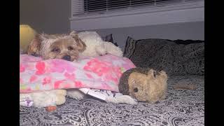 Sweet Dreams  Rylie loves you #goodnight #yorkies #viralvideo #Rylie