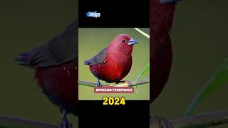 African FireFinch VS 5000 BCE OLD AFRICAN FIREFINCH. #shorts