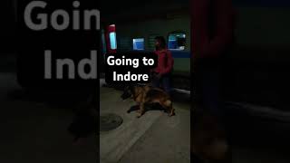 #germanshepherdpuppy #indore #shortsvideo #shorts #short