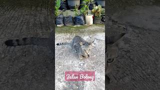 Ini Penyebab Jalan Bolong#kucing#galilobangtutuplobang#rhomairama