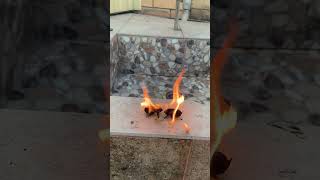 Fire bug #shorts #shorts #nature #fire #bug