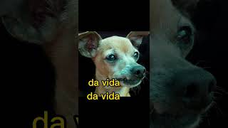 My cute dog! #viralvideo #funny #viralshorts #dog #cute #youtubeshorts #nature #animation #trending