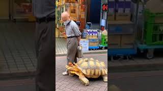 tortoise 🙏and the hare🐢tortoise mating noise#tortoise#egg #water