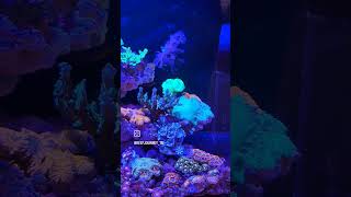 180 days #reefjourneybytm #aquarium #reef #reeffish #qatar #reeftankqatar #coralreef