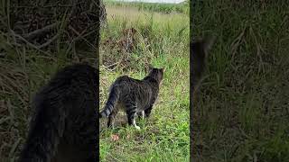 Barn cat (Dak) patrolling the orchard #barncat #tabbycat #cat #farmcat