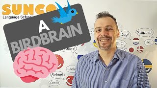 idioms 101 - a bird brain