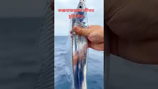 সাগরের জীবিত ছুরি মাছ 🐠#youtube #fish