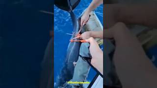 WATCH! FISHERMAN SAVES dolphin life