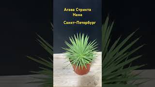 #агава Стрикта Нана #вналичии #магазинрастений #plants #спб #зелёнка #суккуленты zelenka.spb.ru