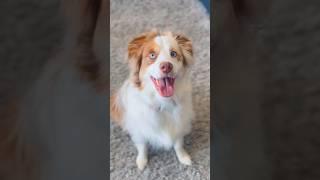 the audacity #australianshepherd #funnyskits #dog #pets