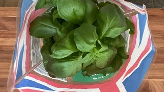 One supermarket basil plant and you can be self sufficient all summer long