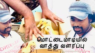 மொட்டைமாடியில் வாத்து வளர்ப்பு I Little Ducks Got New Home I Paper Rocket I Tamil