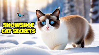 The Secret World of Snowshoe Cats: Traits, Care, and Fun Facts!